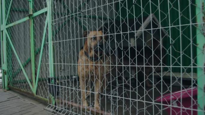 收容所笼子里的狗关在笼子里的狗视频素材
