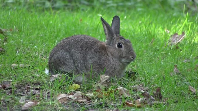 兔子啃草。