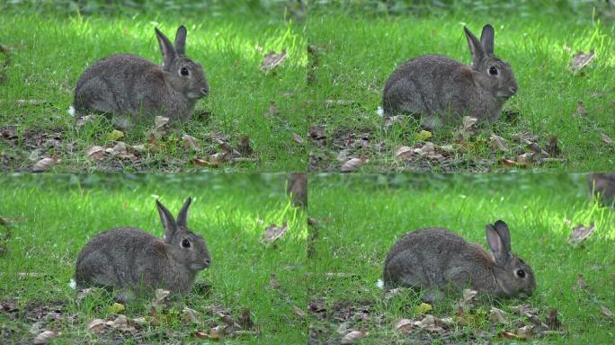兔子啃草。