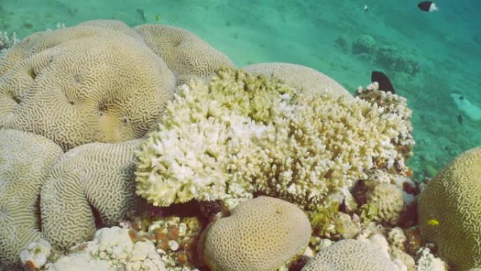 珊瑚花园里美丽的热带珊瑚礁上的脱色珊瑚