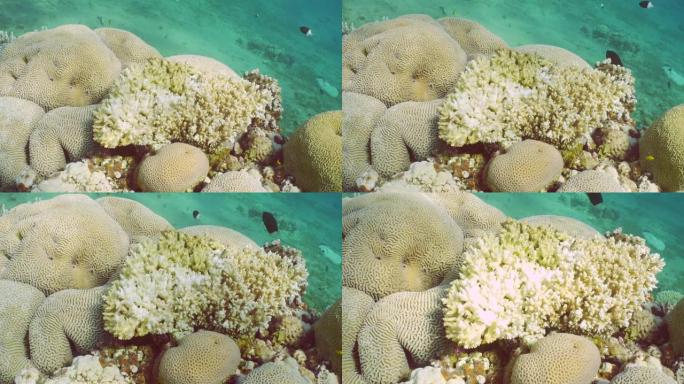 珊瑚花园里美丽的热带珊瑚礁上的脱色珊瑚
