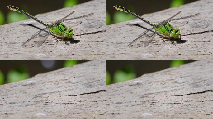 木皮的绿色蛇尾蜻蜓 (Ophiogomphus Cecilia) 的慢动作