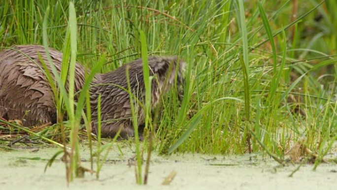 欧亚水獭 (Lutra lutra) 和欧洲小龙虾 (Astacus astacus)