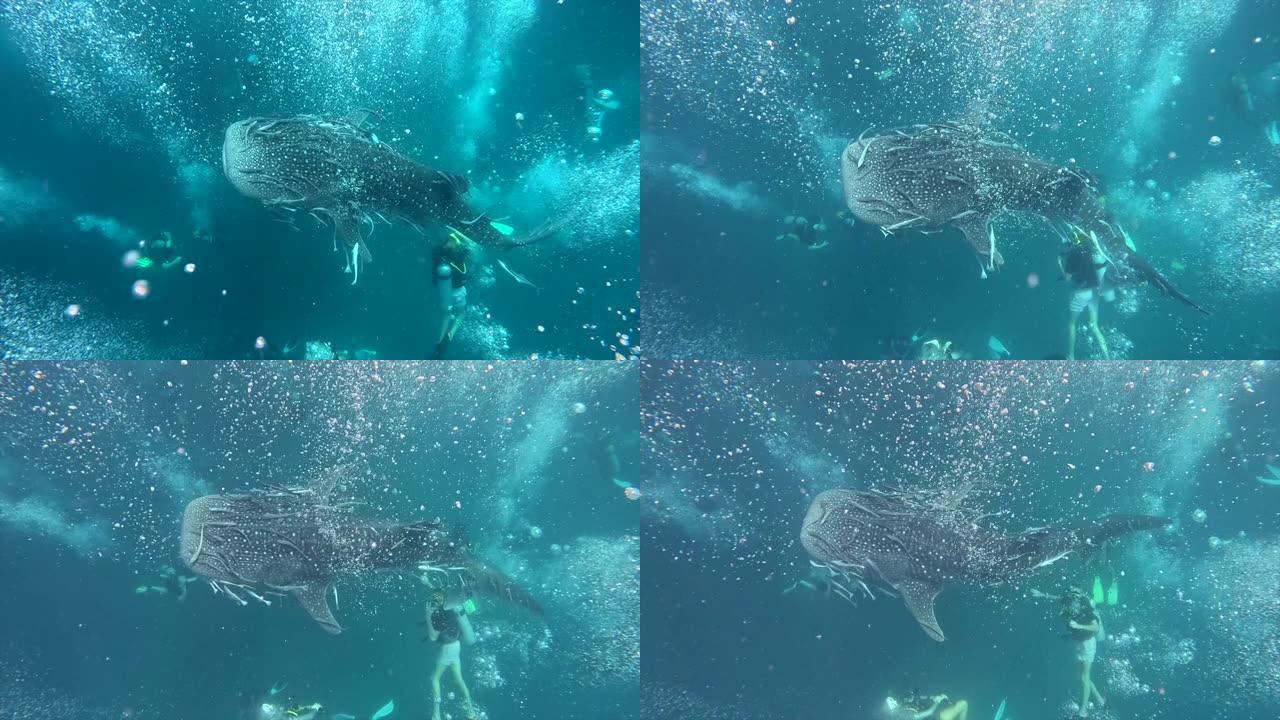 水肺潜水鲸鲨包围表面气泡后特写泰国异国热带水生鲨鱼海洋的俯视图