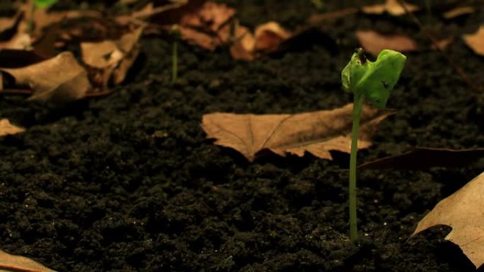 牵牛花发芽延时