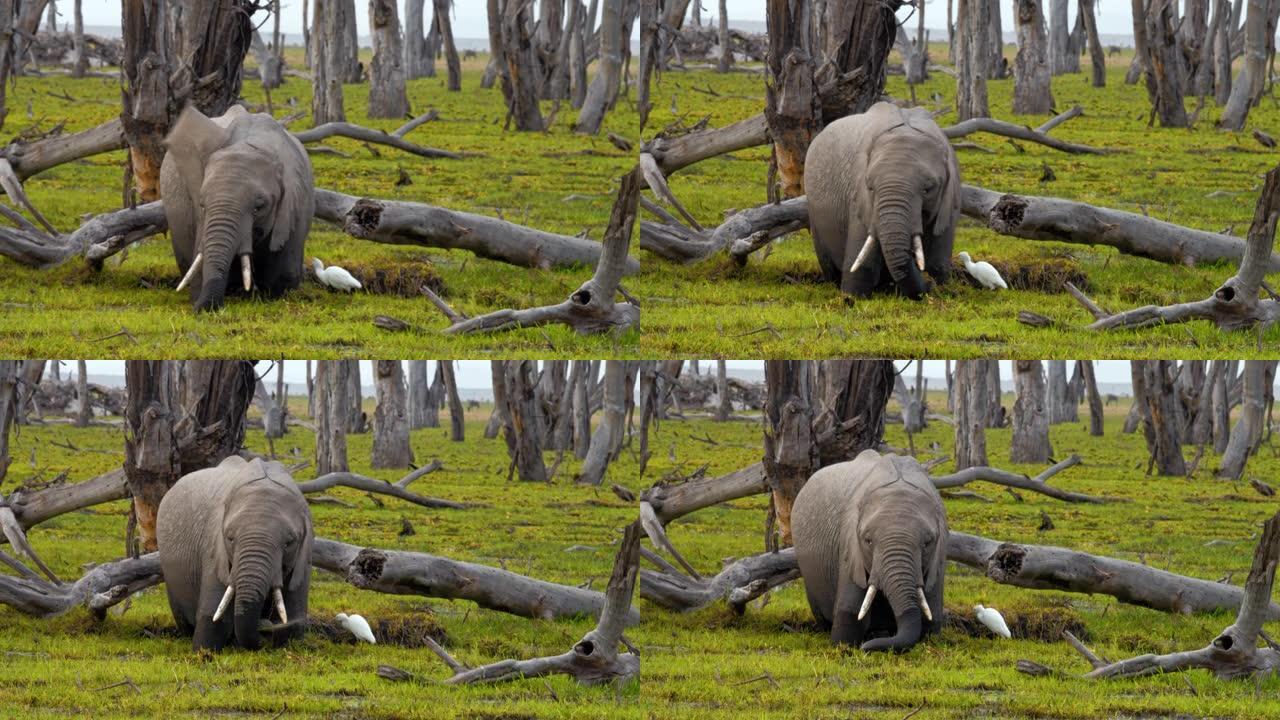 大象站在覆盖着草的水坑中，从水面顶部吃草，肯尼亚安博塞利国家公园