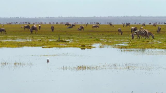 在肯尼亚安博塞利国家公园翠绿的湿地上放牧的斑马和牛羚群