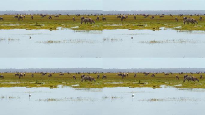 在肯尼亚安博塞利国家公园翠绿的湿地上放牧的斑马和牛羚群