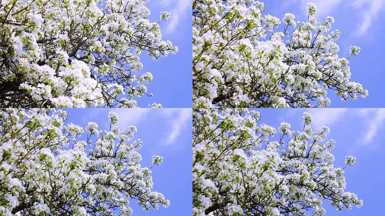 春树盛开的树枝被风鹤挥舞着HD拍摄