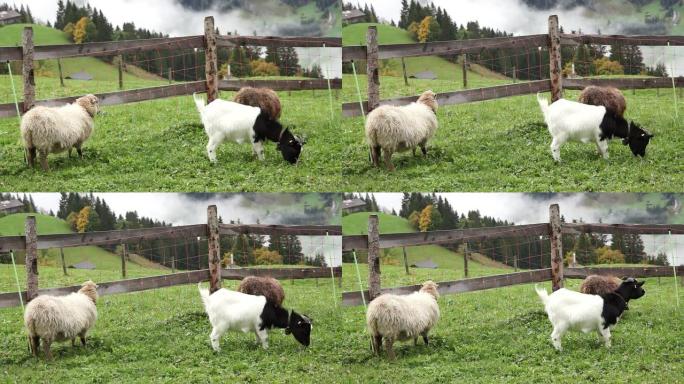 瑞士阿尔卑斯山的小山羊