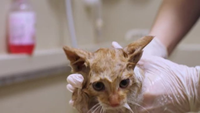 美容师手里拿着一只生姜小猫，在沙龙里用洗发水卫生沐浴一只肮脏的小猫。一只潮湿的小猫在洗漱时静静地坐在