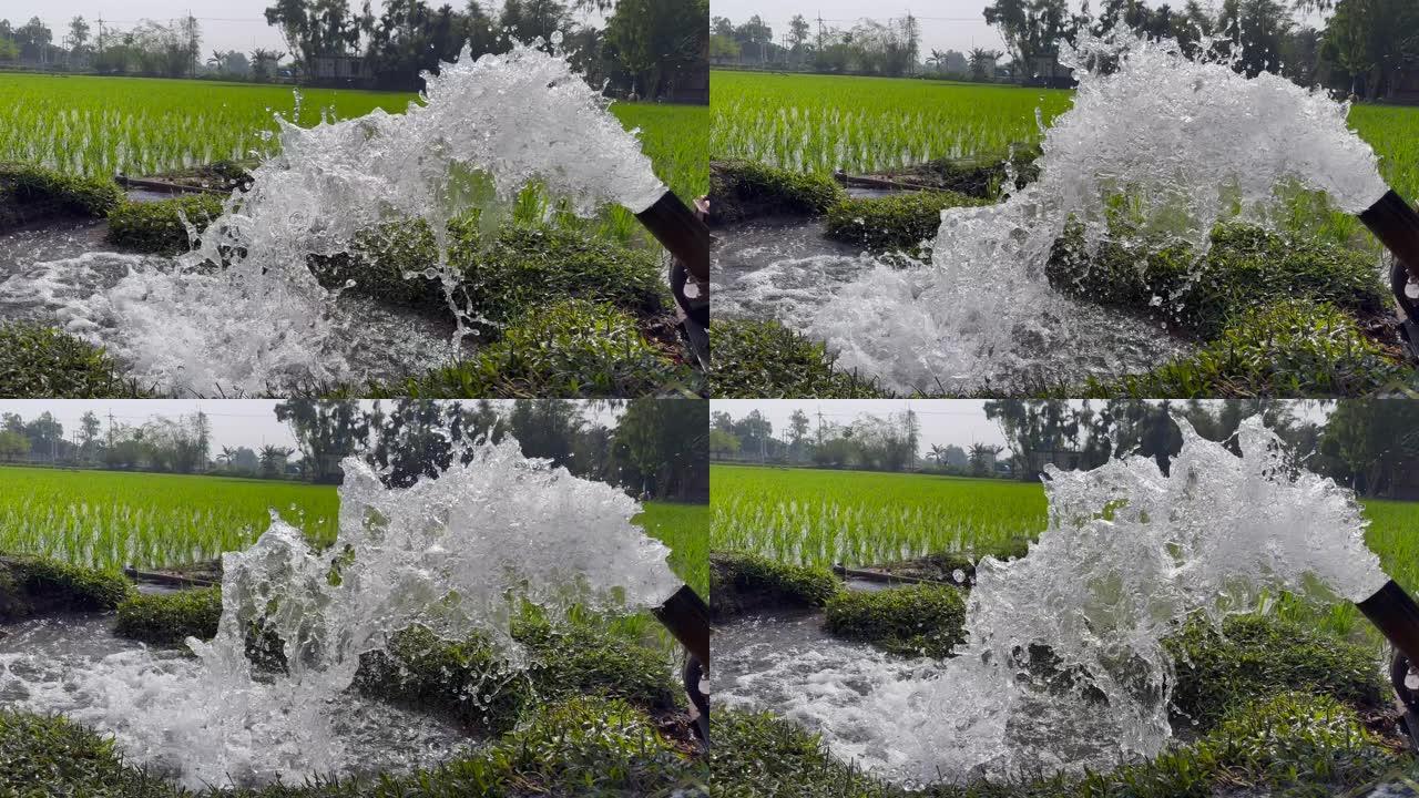 在稻田里用从浅水机流出的水种植水稻