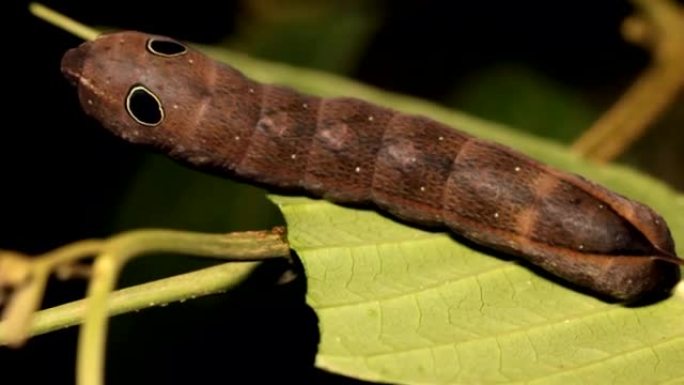 模仿蛇的有眼点的鞘状毛毛虫，