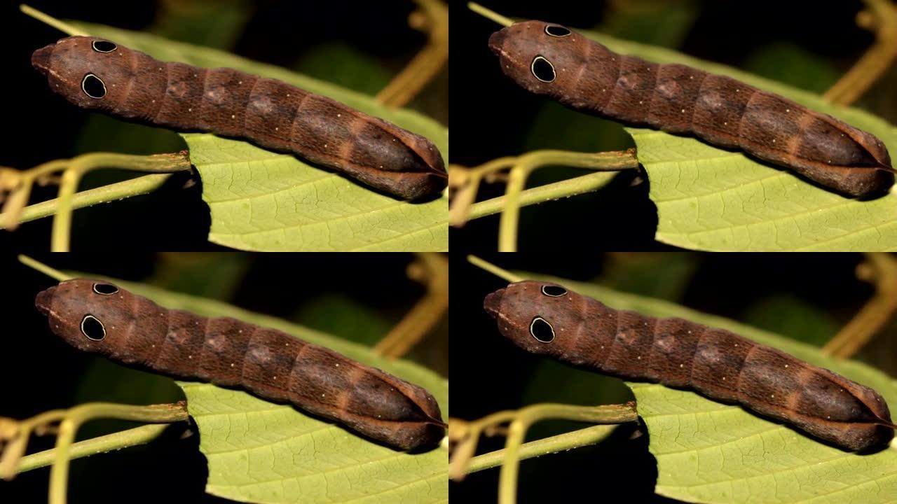 模仿蛇的有眼点的鞘状毛毛虫，