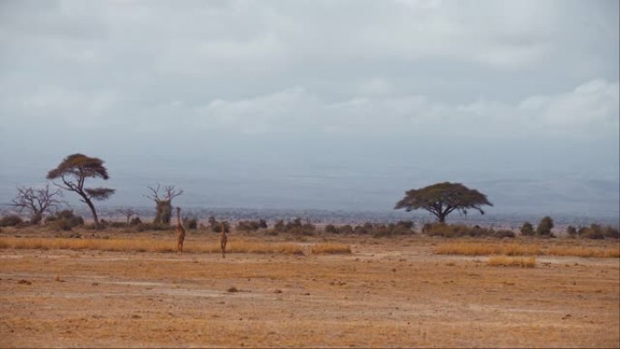 肯尼亚安博塞利国家公园，一只孤独的成年和小长颈鹿从一排树木和灌木丛中走进致命的草原