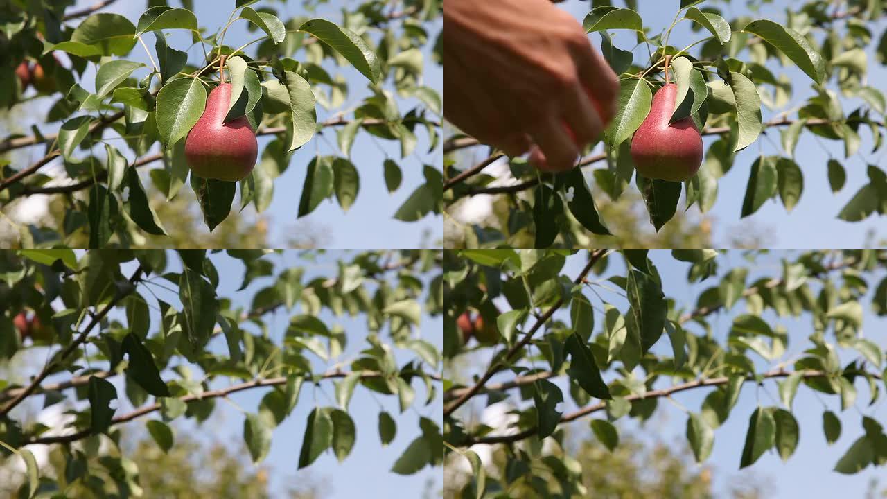 从树上摘梨