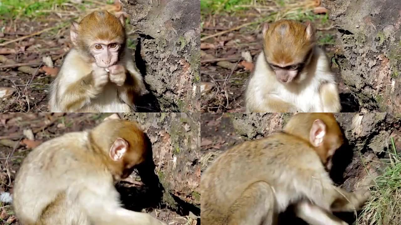 从阿尔及利亚和摩洛哥的地面巴巴里猕猴中进食的小猴子