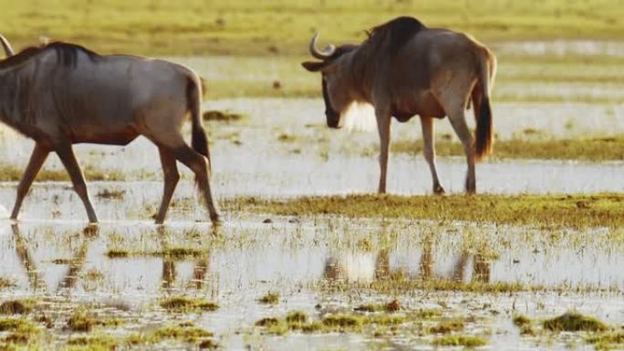 肯尼亚安博塞利国家公园日落时，两只牛羚在浅水中涉水