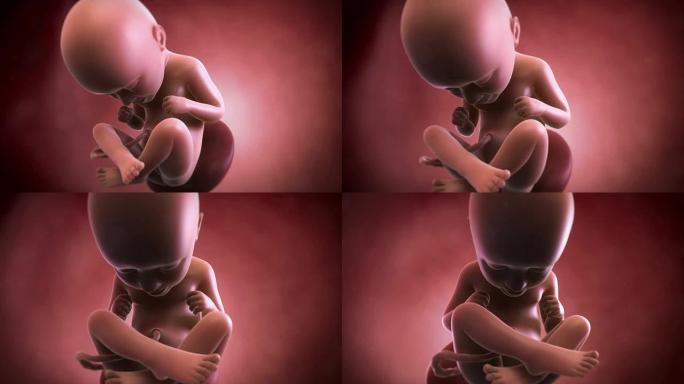 胎儿动画-第35周
