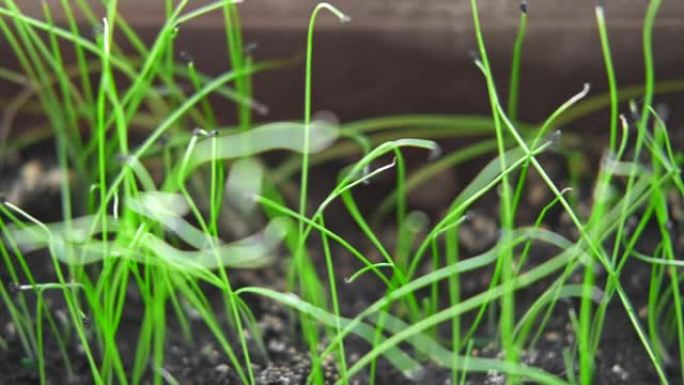 年轻的韭菜幼苗，植物，生长在窗台室内的家庭花园中。侧视图。种植洋葱。新鲜的韭菜或葱芽装在塑料容器中。