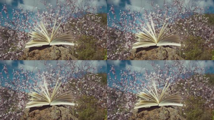 打开的知识之书在春天的大自然中发出神奇的光芒。开花的杏仁树。