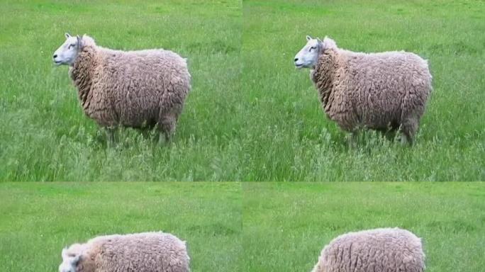 高草中的绵羊