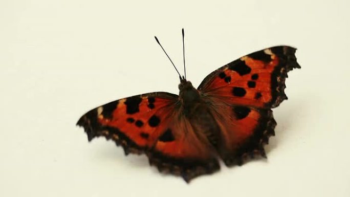 真正的蝴蝶在白色背景上拍打翅膀