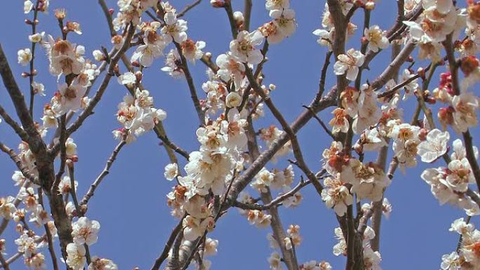 日本奈良市月濑的梅花