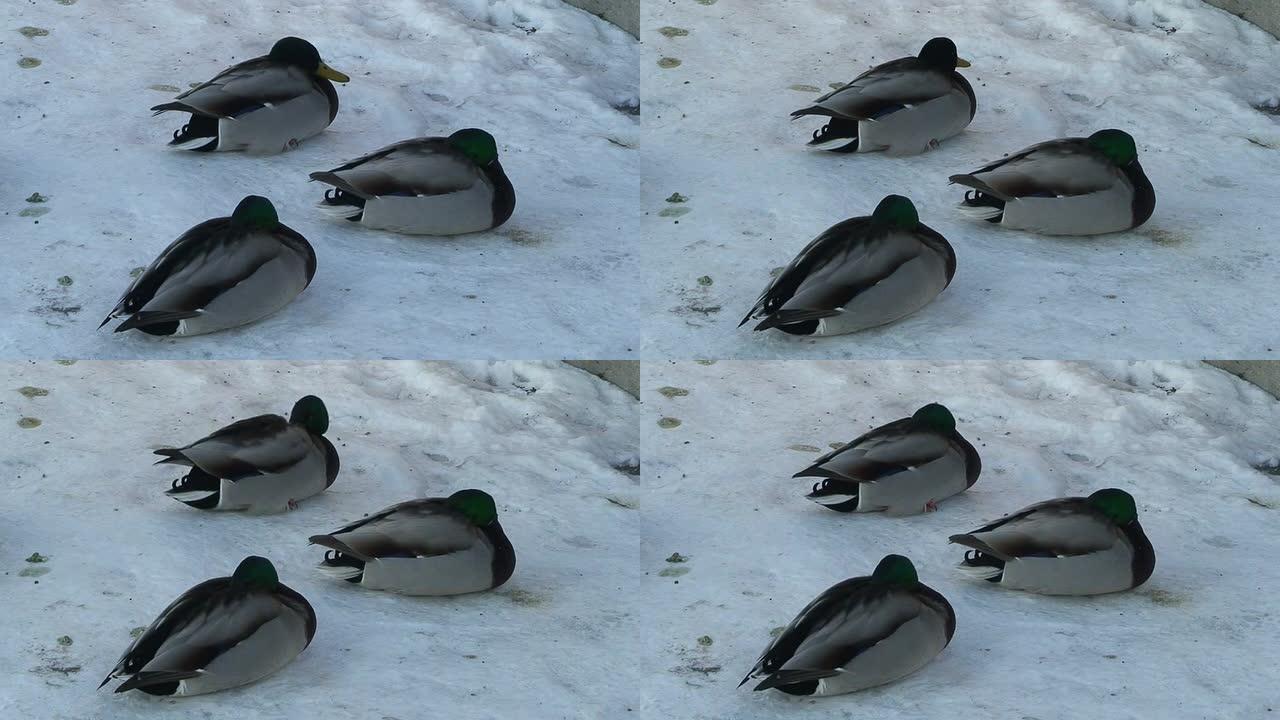 雪上日落时三只冷冻野鸭 (HD 1080i/50)