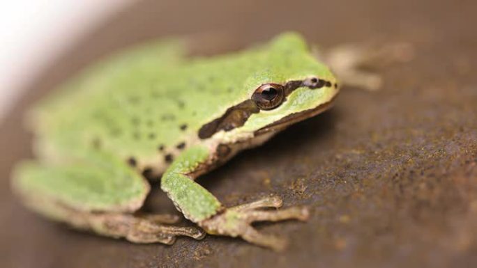 小绿树蛙