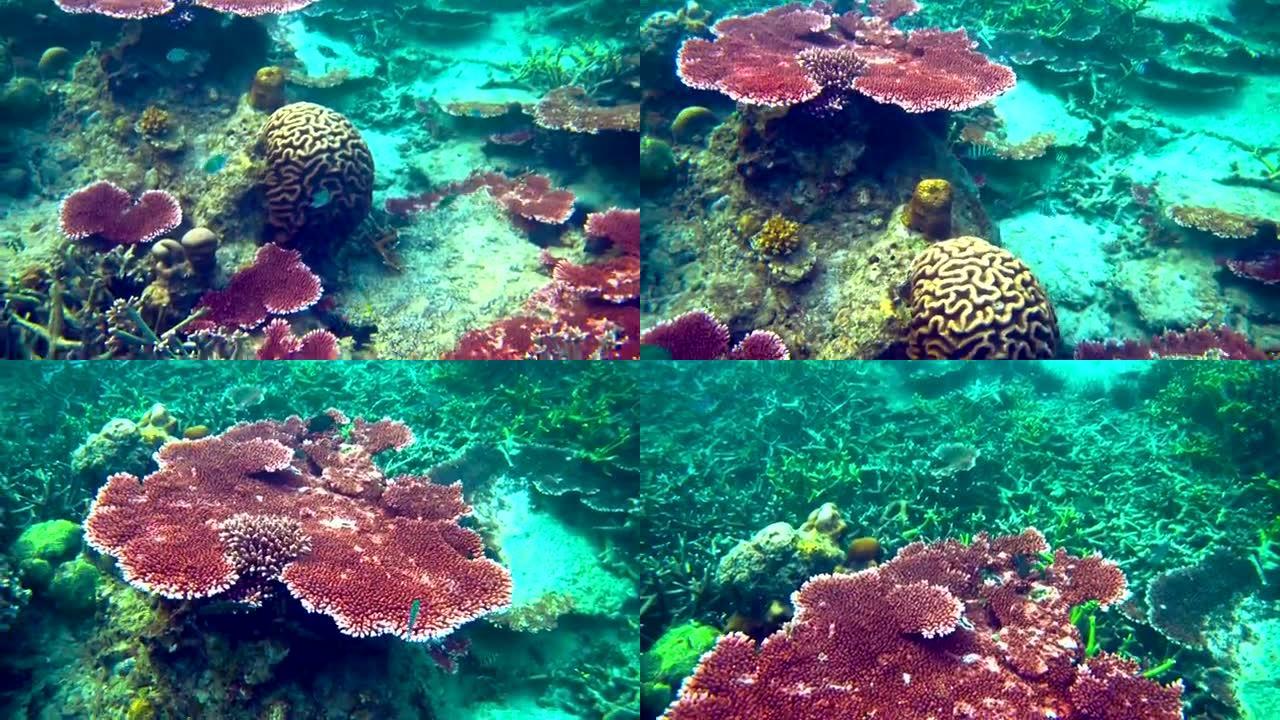 奇妙而美丽的海底世界与珊瑚