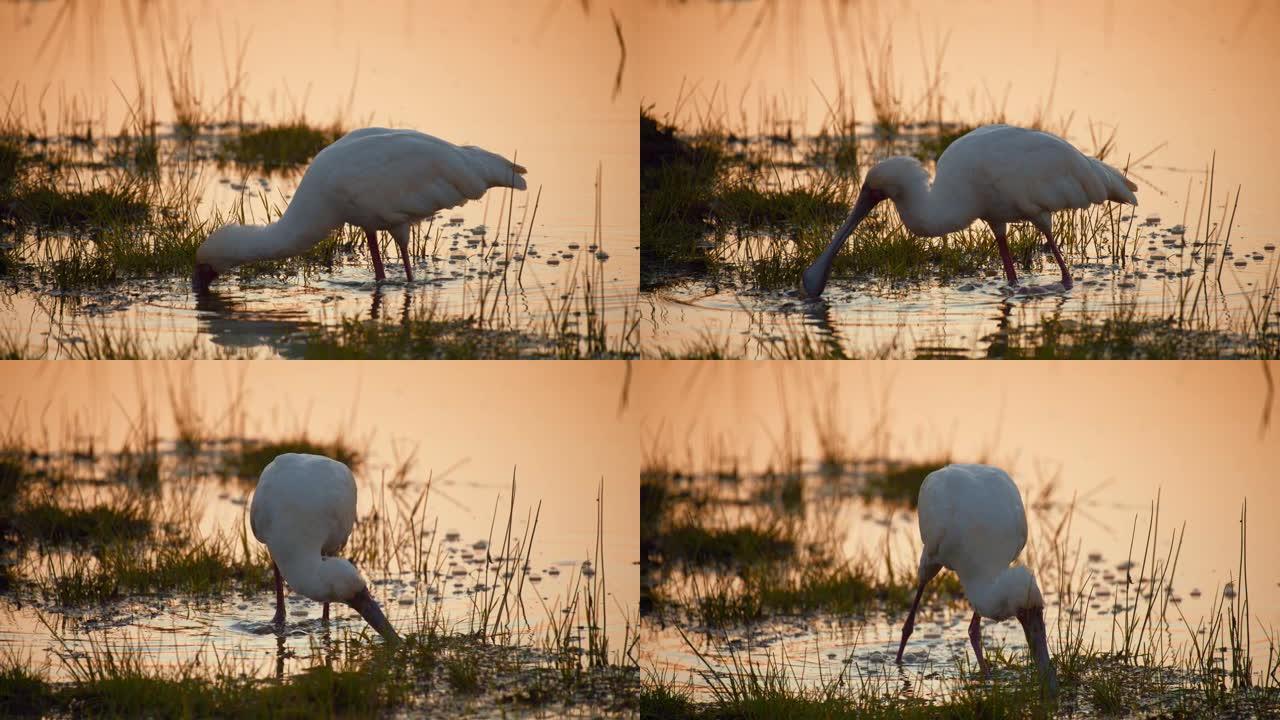在日落期间，肯尼亚安博塞利国家公园，用其有趣的形状的喙在湿地上搜寻鱼时，发出的白色琵鹭涉水。