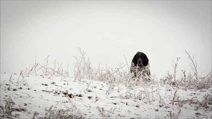 斑点狗坐在雪地里