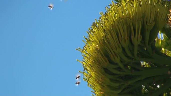 龙舌兰花上的蜜蜂-高清