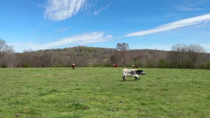 一群五彩的有角的牛在春天放牧绿色的牧场。遗产品种松林牛。田园风光。蓝天和五花云