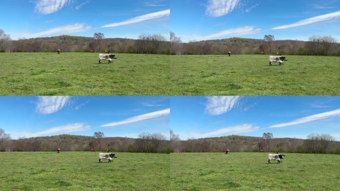 一群五彩的有角的牛在春天放牧绿色的牧场。遗产品种松林牛。田园风光。蓝天和五花云