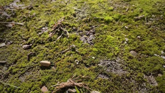宁静的地衣森林和绿色苔藓。地上长满苔藓的地毯。晴天。雨林国家公园植物苔藓。树上的绿色苔藓。荒野秋天国
