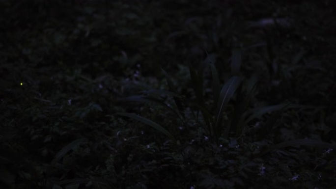 丛林中的萤火虫在黑暗中有节奏地闪烁