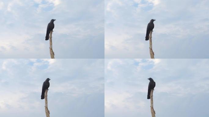 乌鸦坐在斯里兰卡海滩上的棍子上。