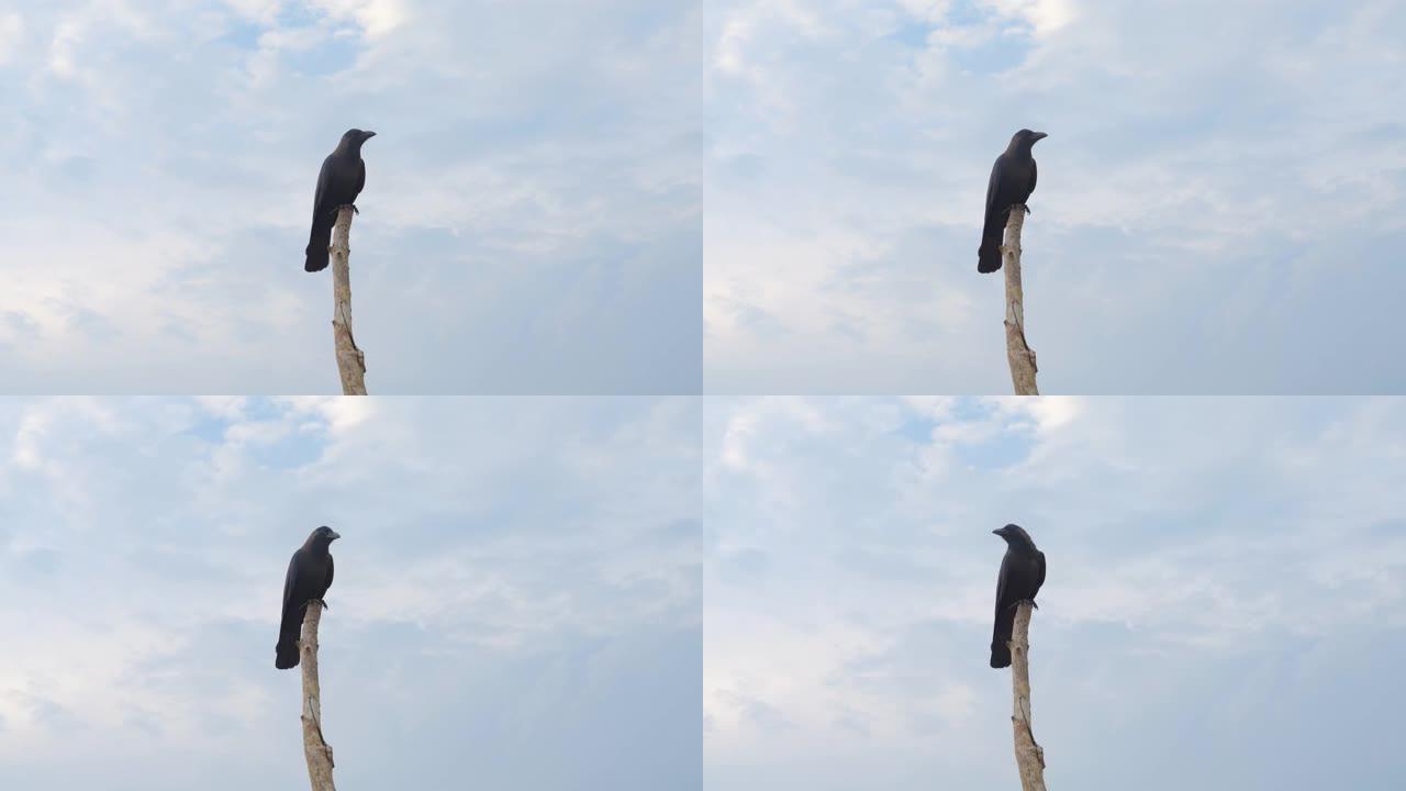 乌鸦坐在斯里兰卡海滩上的棍子上。