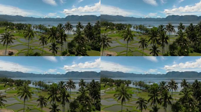 农田和曼尼瑙山湖。印度尼西亚苏门答腊。