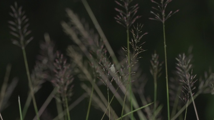 雨后情绪