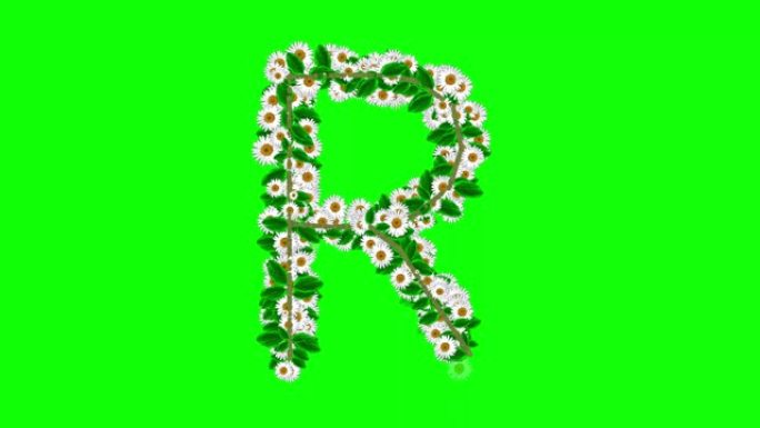绿色屏幕背景上有雏菊花的英语字母R