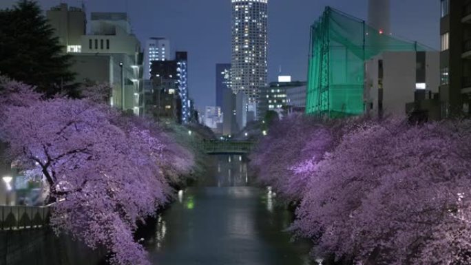 夜盛开的樱花在目黑河上随风摇曳