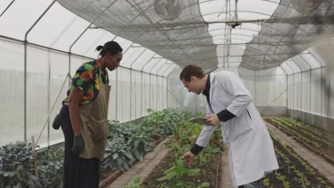 植物专家就农民的植物种类，种植和疾病管理提供咨询和建议