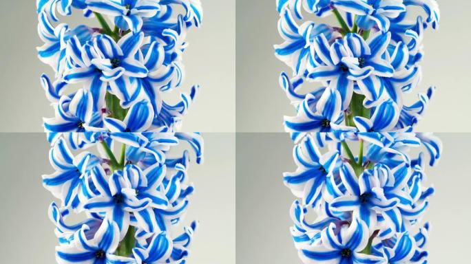 白色背景上的蓝色白色风信子旋转视频。旋转花。美丽的春天盛开的植物。复活节设计
