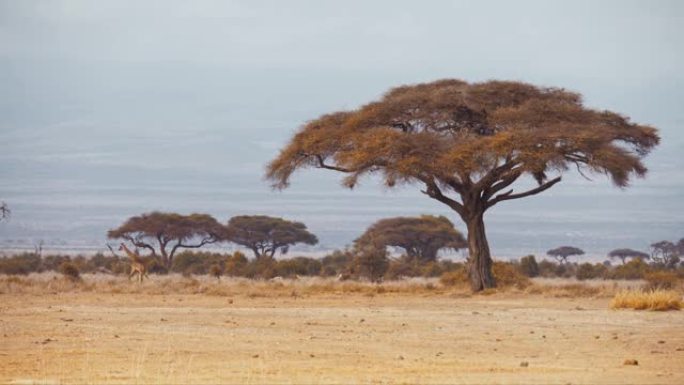 雄伟的长颈鹿在热带草原上放牧，那里有许多大树，前面是平原，肯尼亚安博塞利国家公园