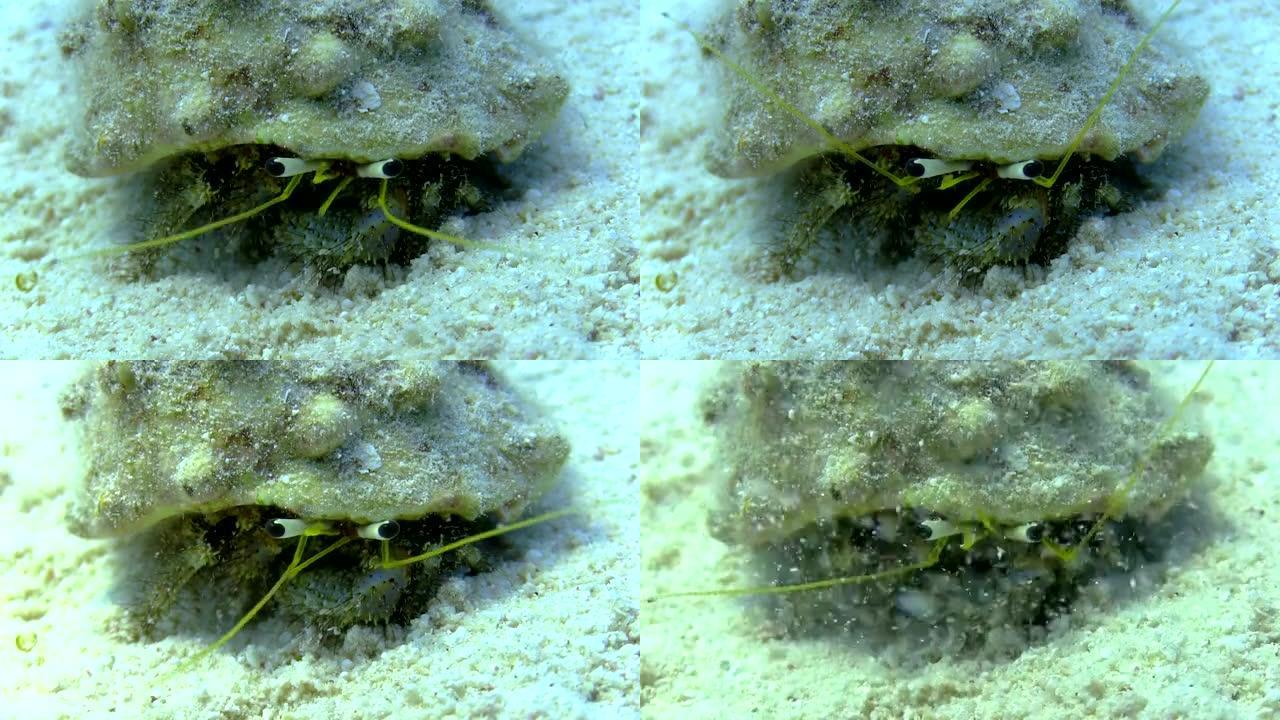 珊瑚礁中的寄居蟹