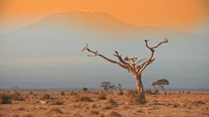 孤树高高耸立在荒芜的沙漠景观中，远处雄伟的乞力马扎罗山脉隐约可见。纪录片