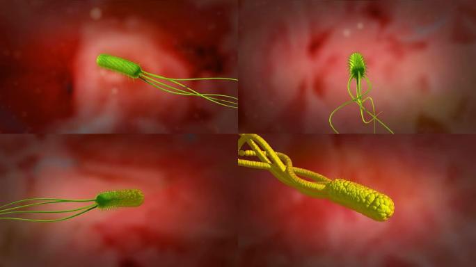 幽门螺杆菌耐酸性的3D动画